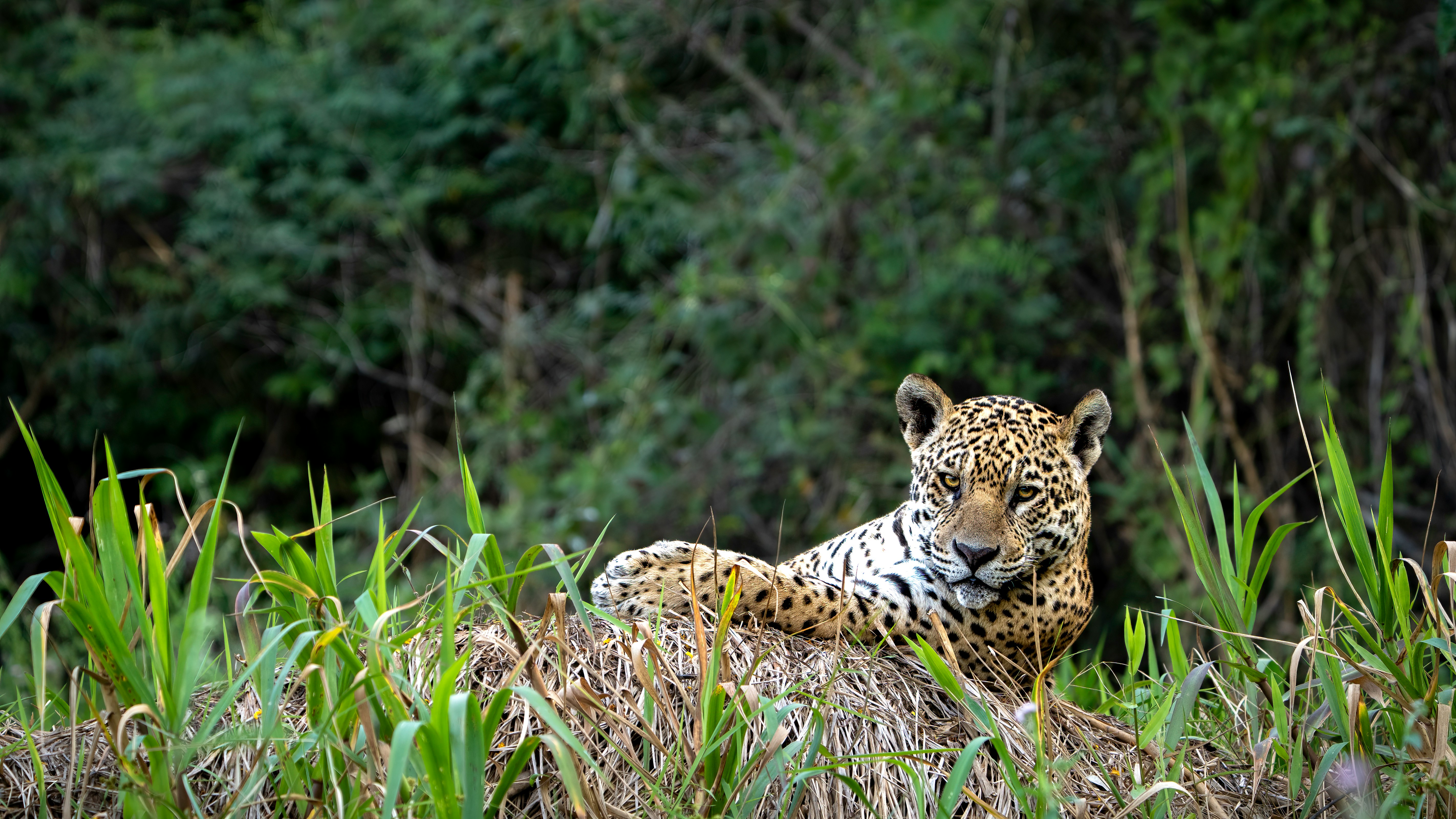 Wildlife in the Brazilian Pantanal