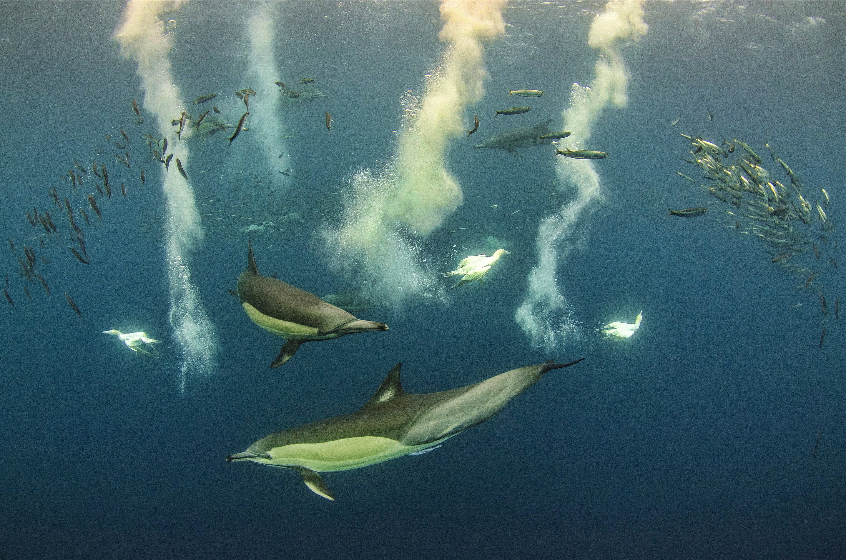 Dolphins in the sardine run, Wild Coast South Africa