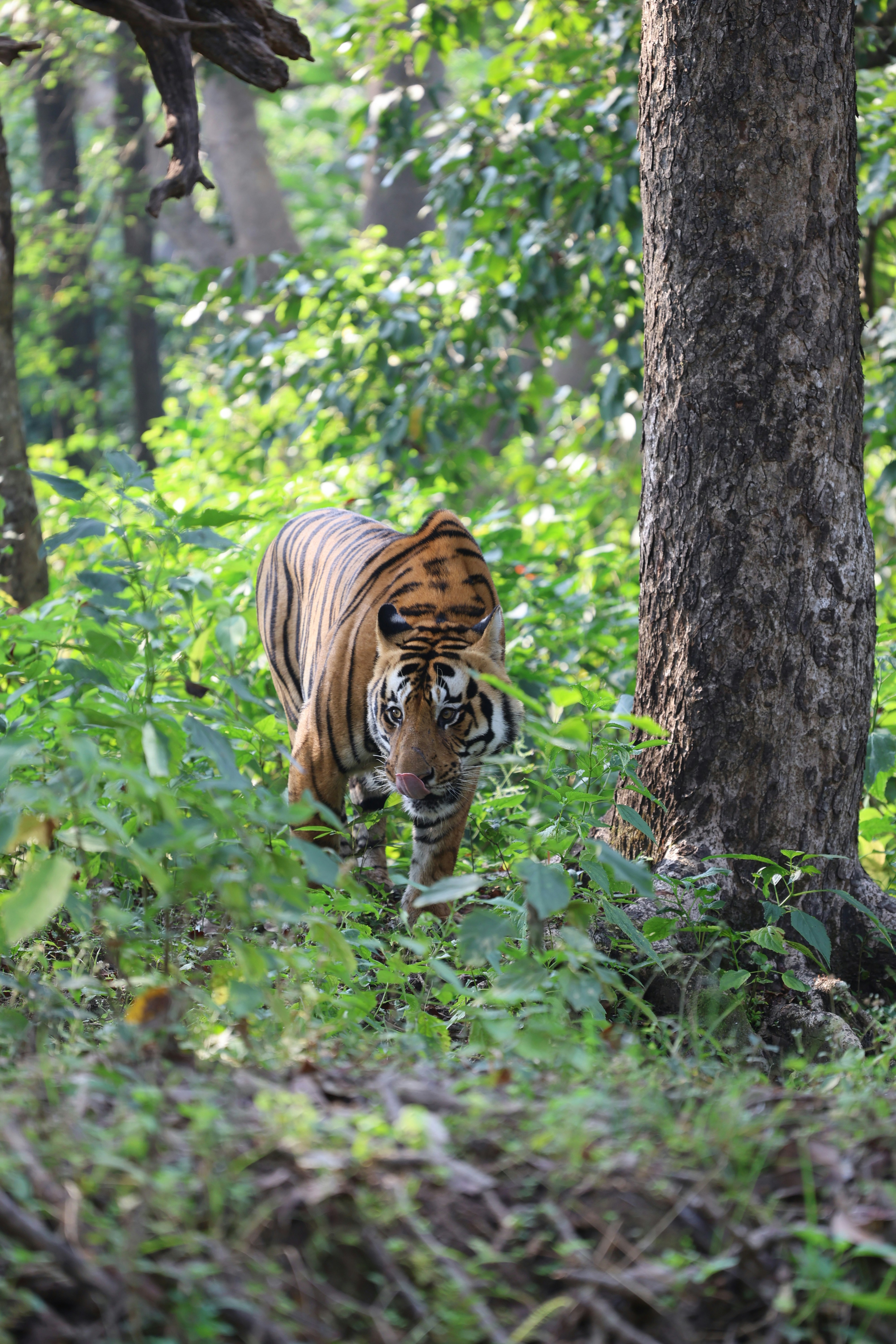 Tiger in the wild, India