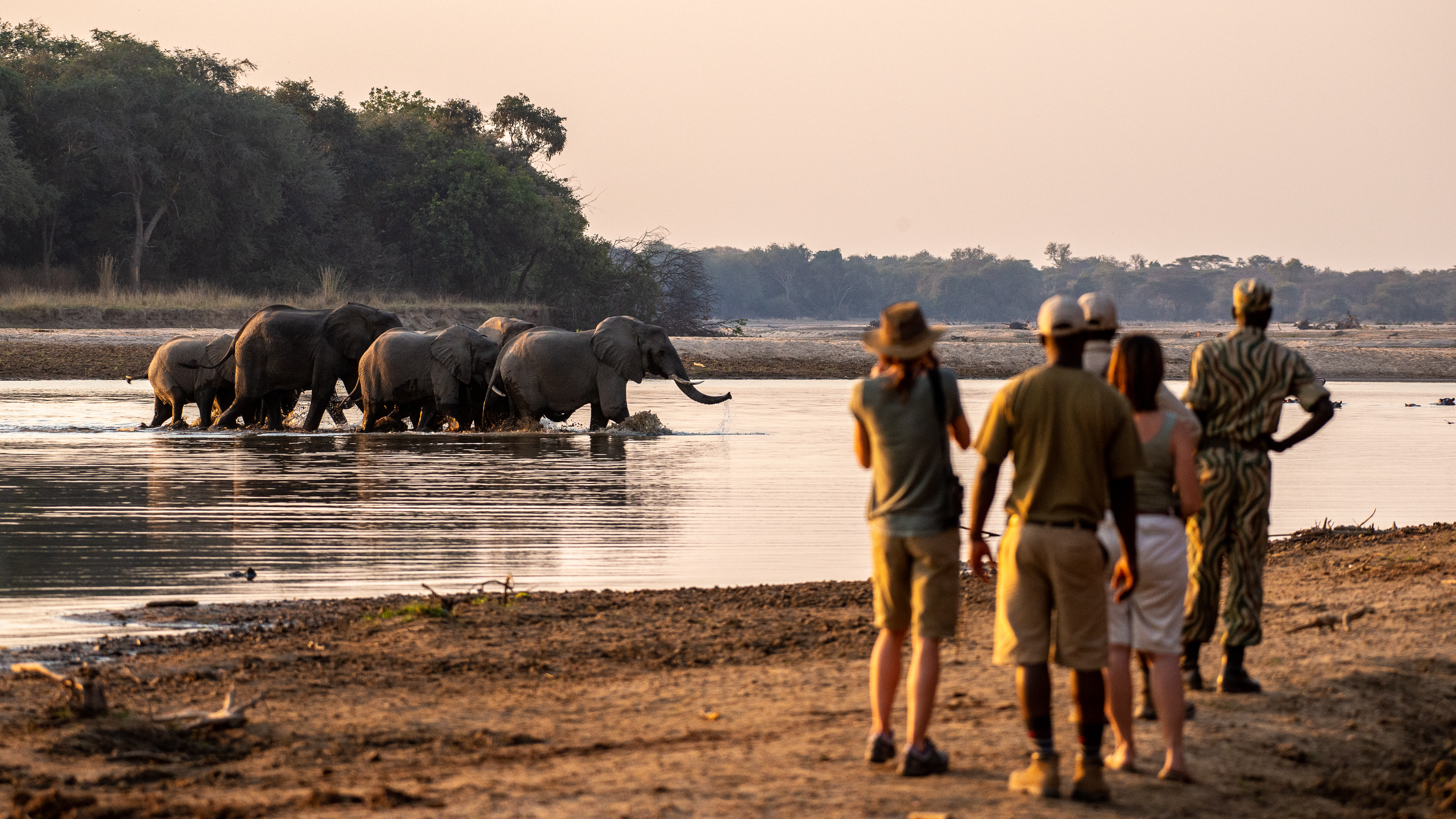 Guests watching elephant herd cross the Luangwa River at golden hour, Takwela Camp